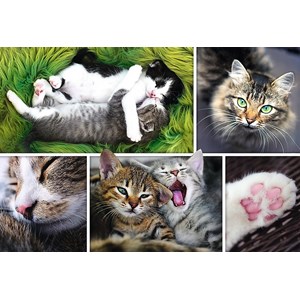 Trefl (26145) - "Entspanntes Katzenleben" - 1500 Teile Puzzle