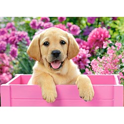 Castorland (B-030071) - "Labradorwelpe in der rosa Kiste" - 300 Teile Puzzle