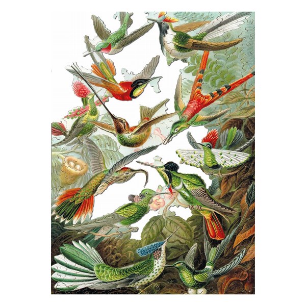 Puzzle Michele Wilson (A539-500) - Ernst Haeckel: "Kolibris" - 500 Teile Puzzle