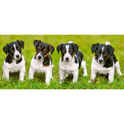 Castorland (B-060337) - Jack Russell: "Süße Jack Russell Terrier Welpen" - 600 Teile Puzzle