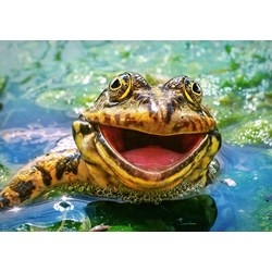 Castorland (B-52813) - "Lachender Frosch" - 500 Teile Puzzle