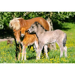 Castorland (B-12909) - "Ponys auf der Weide" - 120 Teile Puzzle