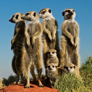 Heye (29631) - Pete Oxford: "Meerkats" - 100 Teile Puzzle