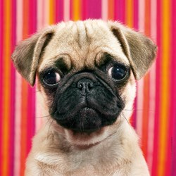 Heye (29629) - "Pug" - 100 Teile Puzzle