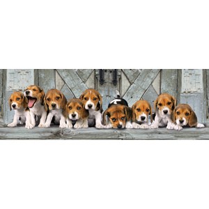 Clementoni (39076) - "Beagles" - 1000 Teile Puzzle