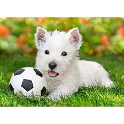Castorland (B-06823) - "White Terrier and Football" - 60 Teile Puzzle
