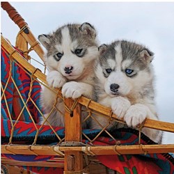 Ravensburger (15230) - "Junge Huskys" - 500 Teile Puzzle