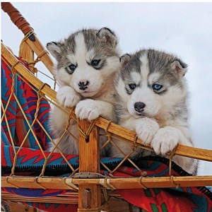 Ravensburger (15230) - "Junge Huskys" - 500 Teile Puzzle