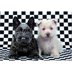 Educa (15508) - "Black and White Terriers" - 500 Teile Puzzle