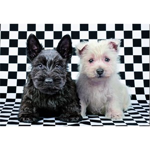 Educa (15508) - "Black and White Terriers" - 500 Teile Puzzle