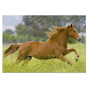 Educa (15522) - "At Full Gallop" - 1000 Teile Puzzle
