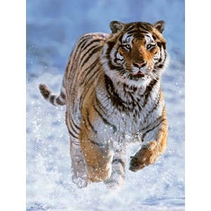 Ravensburger (14475) - "Tiger im Schnee" - 500 Teile Puzzle