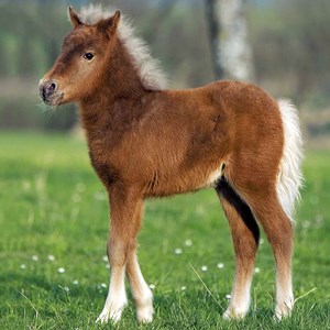 Ravensburger (09254) - "Horses" - 49 Teile Puzzle