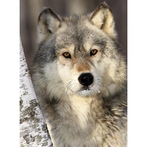 Nathan (87142) - "Wolf" - 500 Teile Puzzle