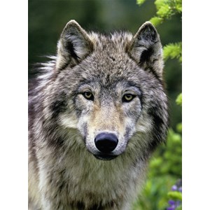 Ravensburger (14354) - "Wolf Portrait" - 500 Teile Puzzle
