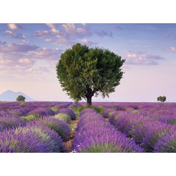 Ravensburger (14353) - "South Lavender of France" - 500 Teile Puzzle