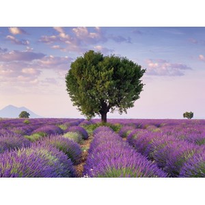 Ravensburger (14353) - "South Lavender of France" - 500 Teile Puzzle