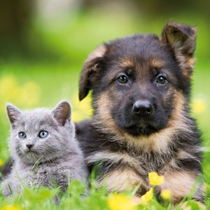 Ravensburger (09423) - "Cats And Dogs" - 49 Teile Puzzle