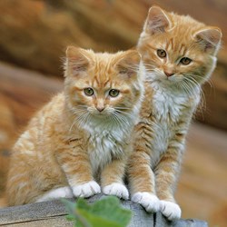 Ravensburger (09423) - "Cats And Dogs" - 49 Teile Puzzle