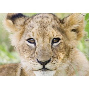 Tactic (40914) - "Lion" - 1000 Teile Puzzle