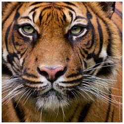 Heye (29632) - "Tiger" - 100 Teile Puzzle