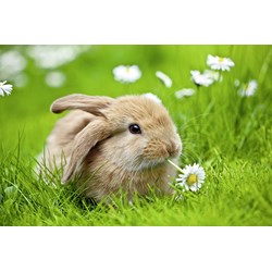 Ravensburger (10007) - "Rabbit" - 150 Teile Puzzle