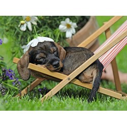 Ravensburger (13649) - "Teckel" - 500 Teile Puzzle