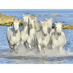 Ravensburger (16285) - "Spritzige Erfrischung" - 1500 Teile Puzzle