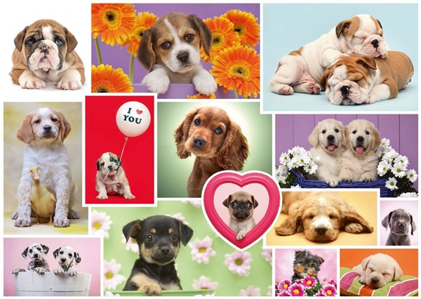 Schmidt Spiele (58231) - "Freunde auf vier Pfoten" - 1000 Teile Puzzle