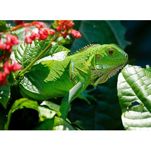 Grafika Kids (00510) - "Leguan" - 300 Teile Puzzle