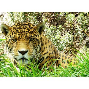 Grafika Kids (00535) - "Jaguar" - 300 Teile Puzzle