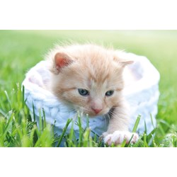 Tactic (53338) - "Niedliches Kätzchen" - 500 Teile Puzzle