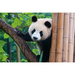 Tactic (53558) - "Panda" - 500 Teile Puzzle