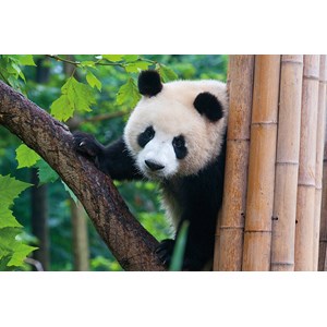 Tactic (53558) - "Panda" - 500 Teile Puzzle