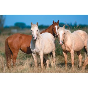 Tactic (53560) - "Horses" - 500 Teile Puzzle