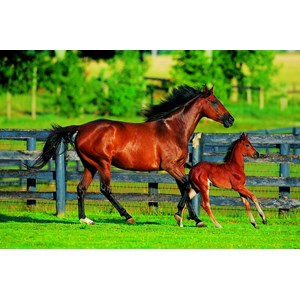 Trefl (370959) - "Foal's First Steps" - 500 Teile Puzzle