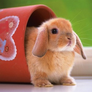 Ravensburger (15223) - "Schnuckeliges Häschen" - 500 Teile Puzzle