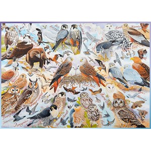 Ravensburger (19559) - "Birds of Prey" - 1000 Teile Puzzle