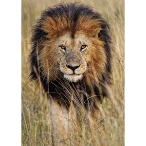 Ravensburger (19914) - "Lion" - 1200 Teile Puzzle