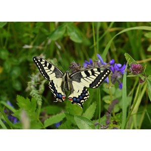 Grafika Kids (01224) - "Schmetterling" - 24 Teile Puzzle