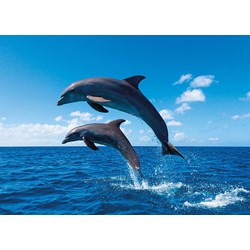 Tactic (53864) - "Dolphin Paradise" - 1000 Teile Puzzle