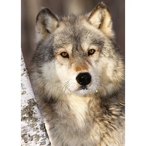 Ravensburger (19761) - "Wolf" - 1000 Teile Puzzle