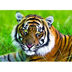 Trefl (371925) - "Tiger" - 500 Teile Puzzle