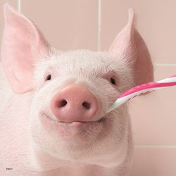 Ravensburger (08028) - "Witzige Tierportraits" - 49 Teile Puzzle