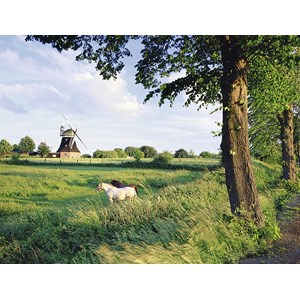Ravensburger (16635) - "Pferde vor Windmühle" - 2000 Teile Puzzle