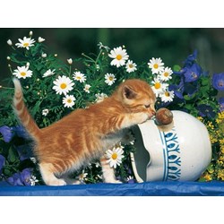 Ravensburger (14104) - "Curiosity" - 500 Teile Puzzle