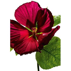 Ravensburger (19442) - "Hibiscus Flower" - 1000 Teile Puzzle