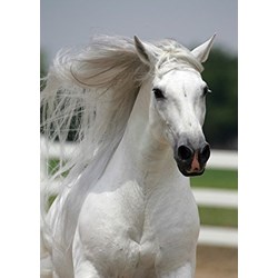 Art Puzzle (4188) - "Weißes Wildpferd" - 500 Teile Puzzle