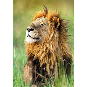 Trefl (10517) - "Lion" - 1000 Teile Puzzle