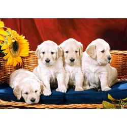 Castorland (C-101771) - "Puppies with Sunflower" - 1000 Teile Puzzle